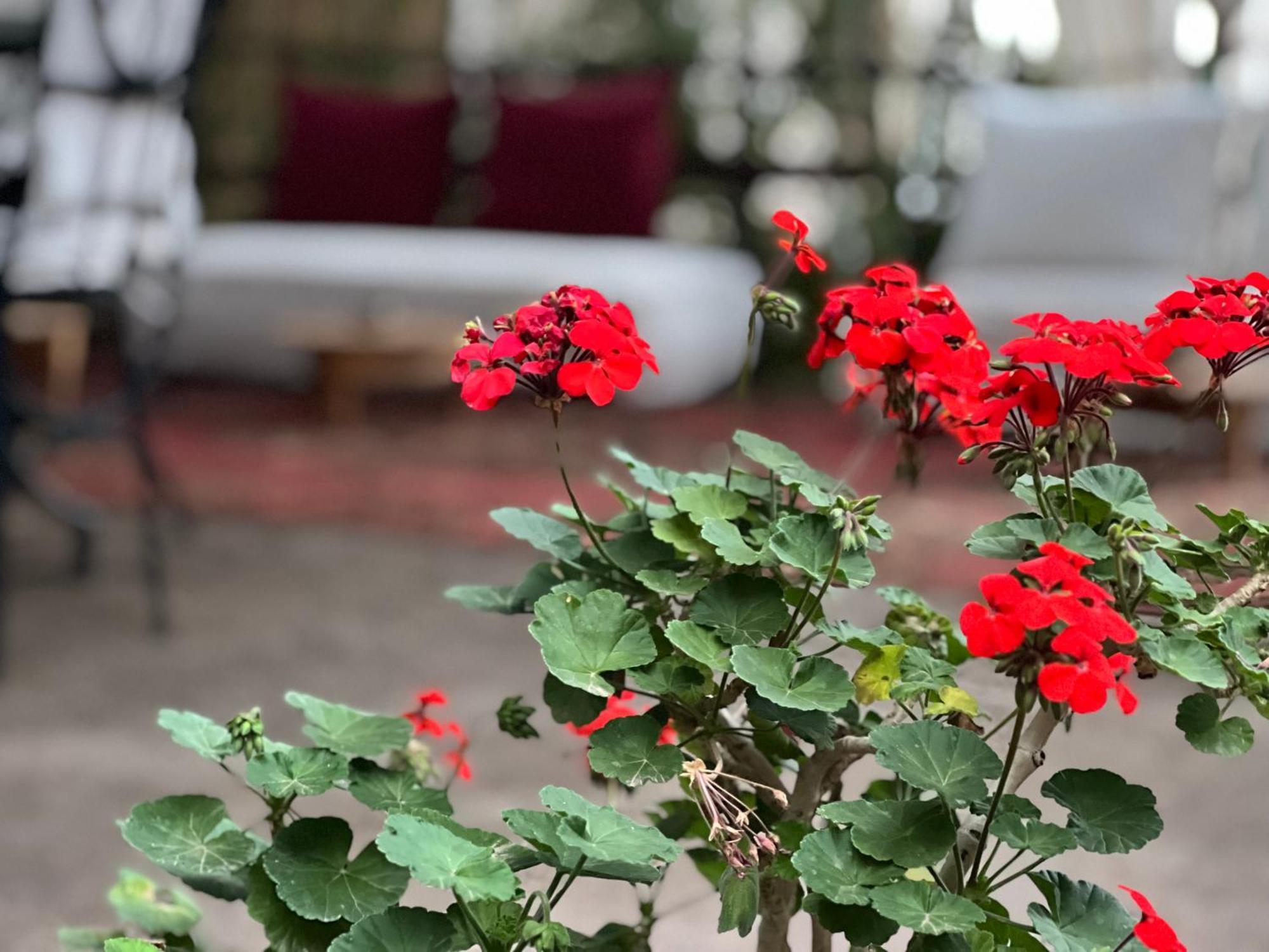 Dar Tadout Guest House Ait Ourir ภายนอก รูปภาพ